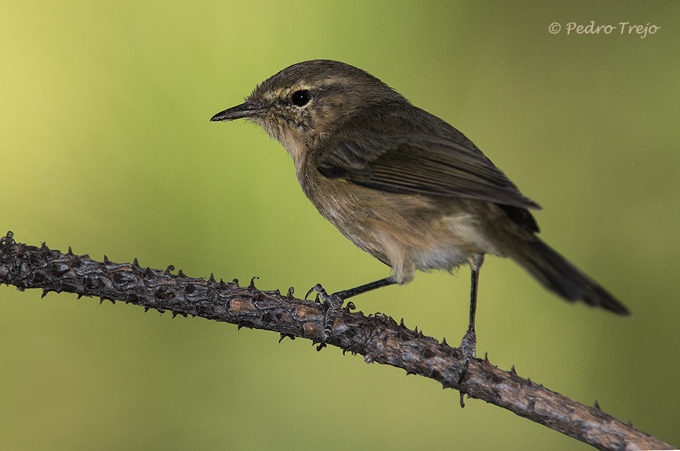 Mosquitero canario (Phylloscopus canariensis)